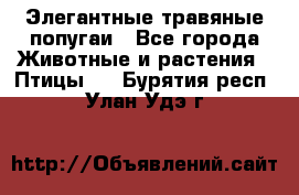 Элегантные травяные попугаи - Все города Животные и растения » Птицы   . Бурятия респ.,Улан-Удэ г.